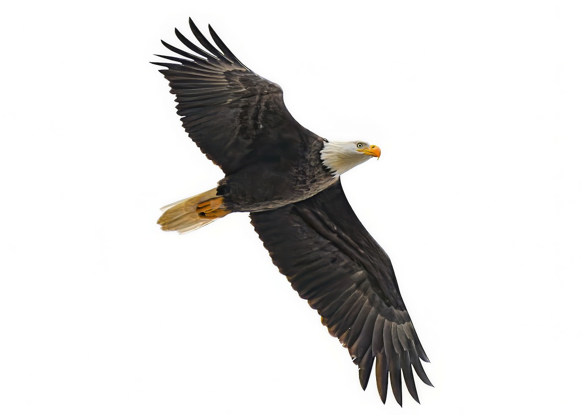 Bald Eagle - ML646185783