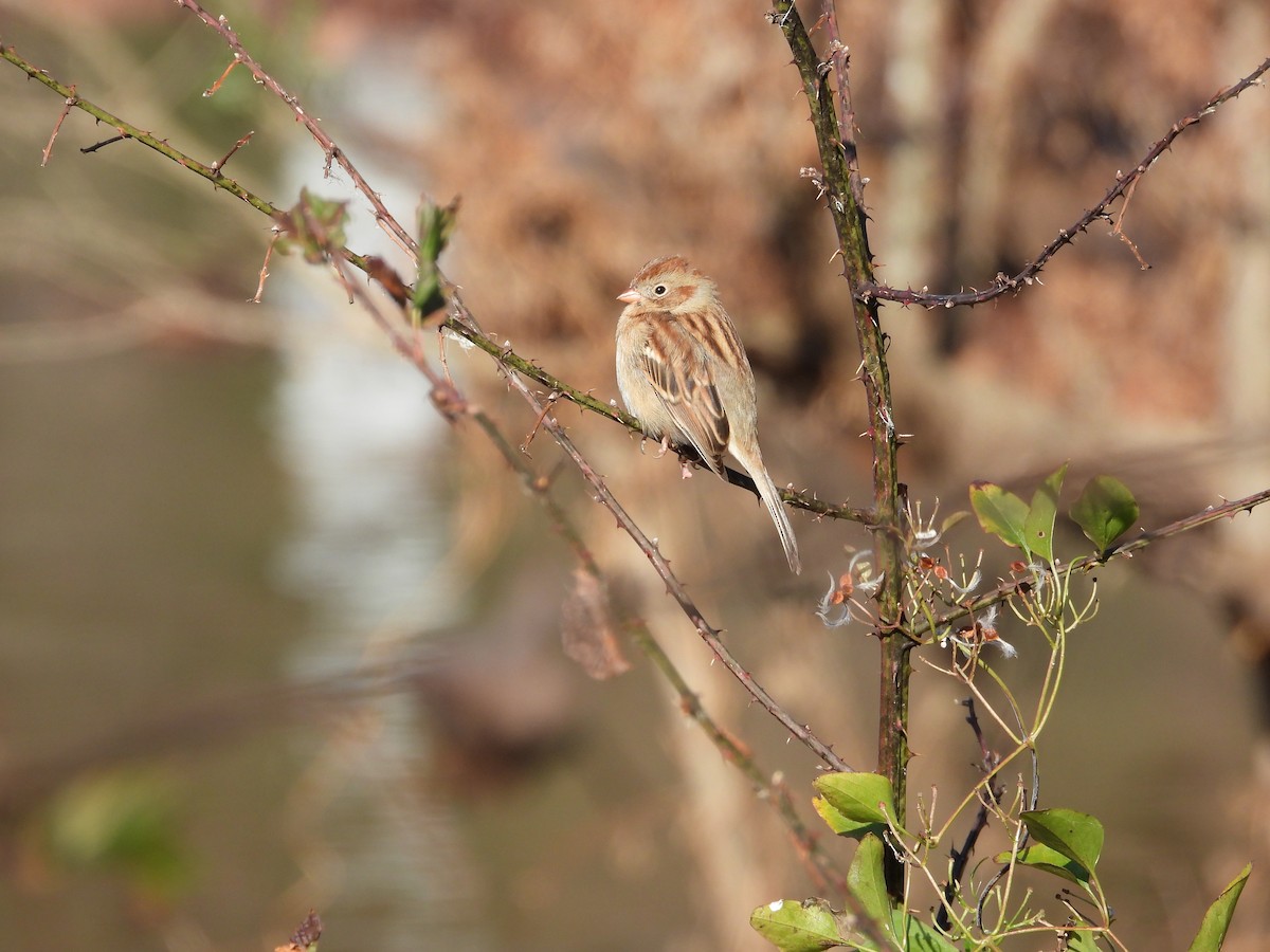 ヒメドリ - ML646185786