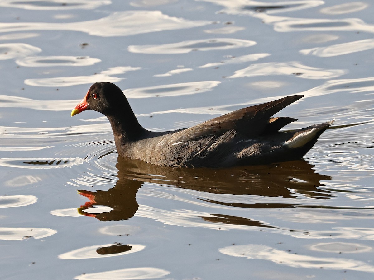 slípka americká - ML646185791