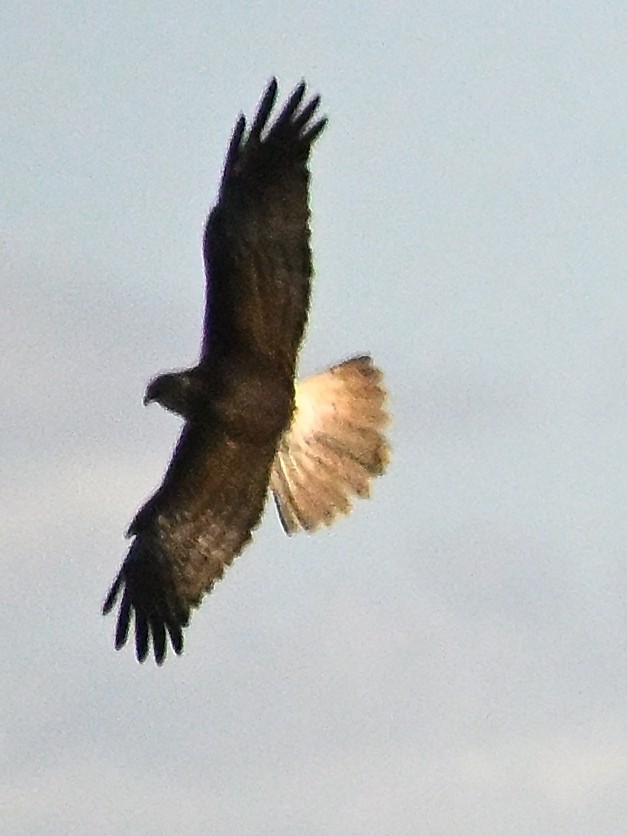 Swamp Harrier - ML646185795