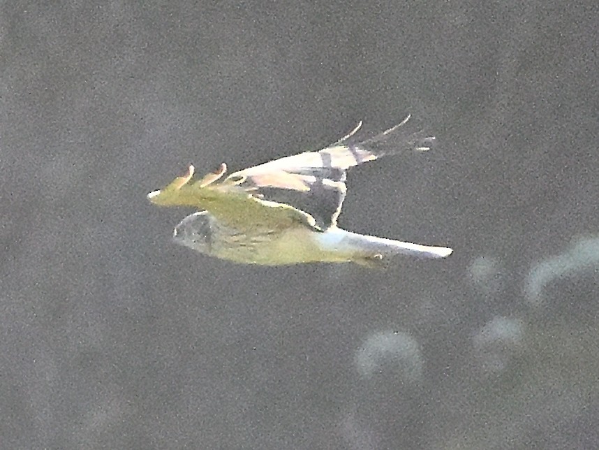 Swamp Harrier - ML646185796