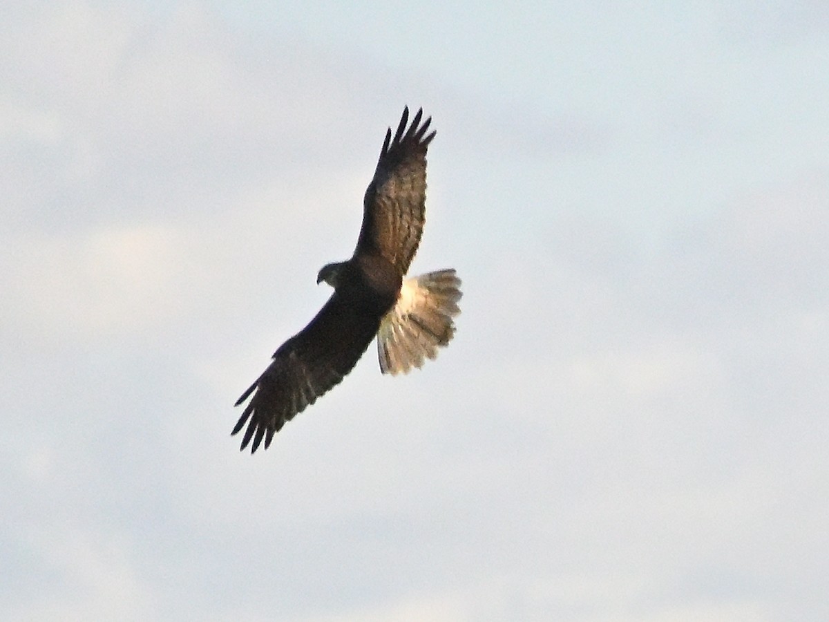 Swamp Harrier - ML646185797
