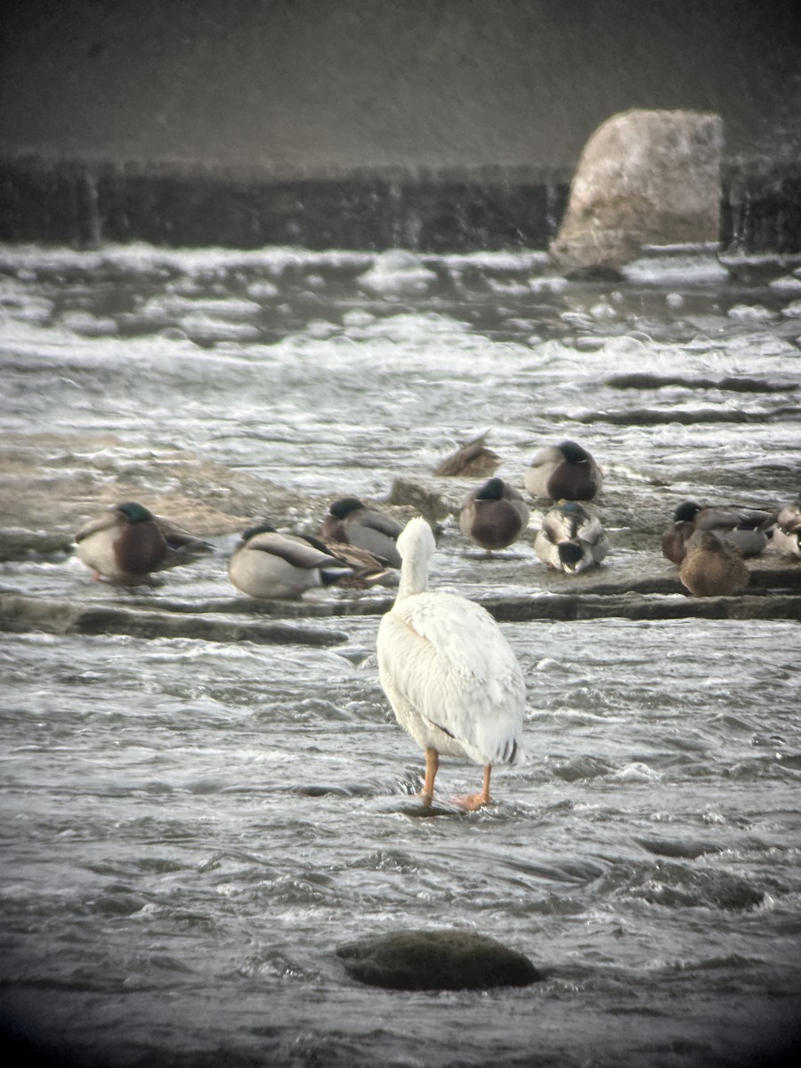American White Pelican - ML646185802