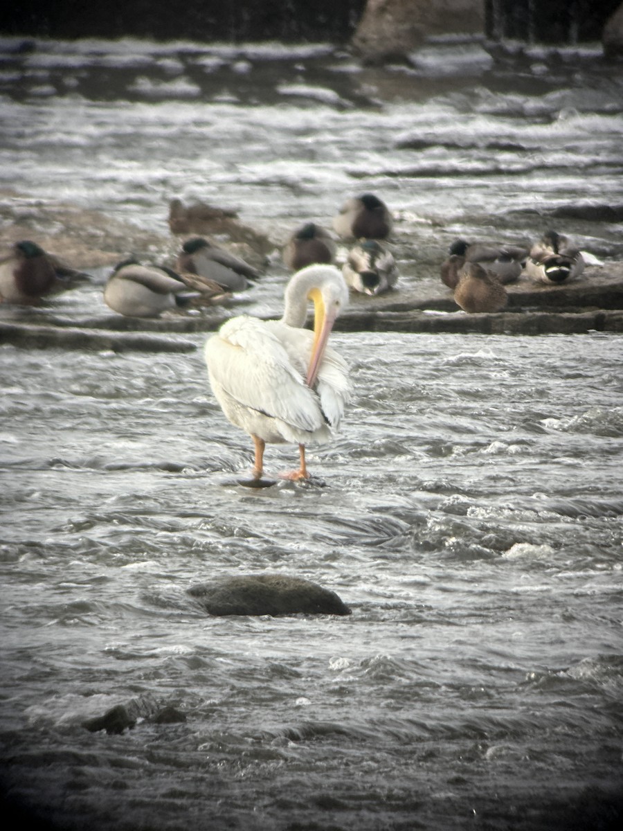 American White Pelican - ML646185803