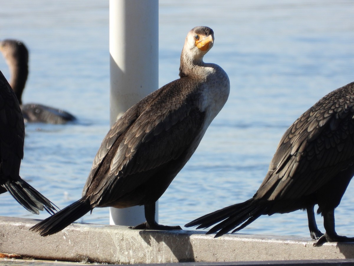 ミミヒメウ - ML646185807