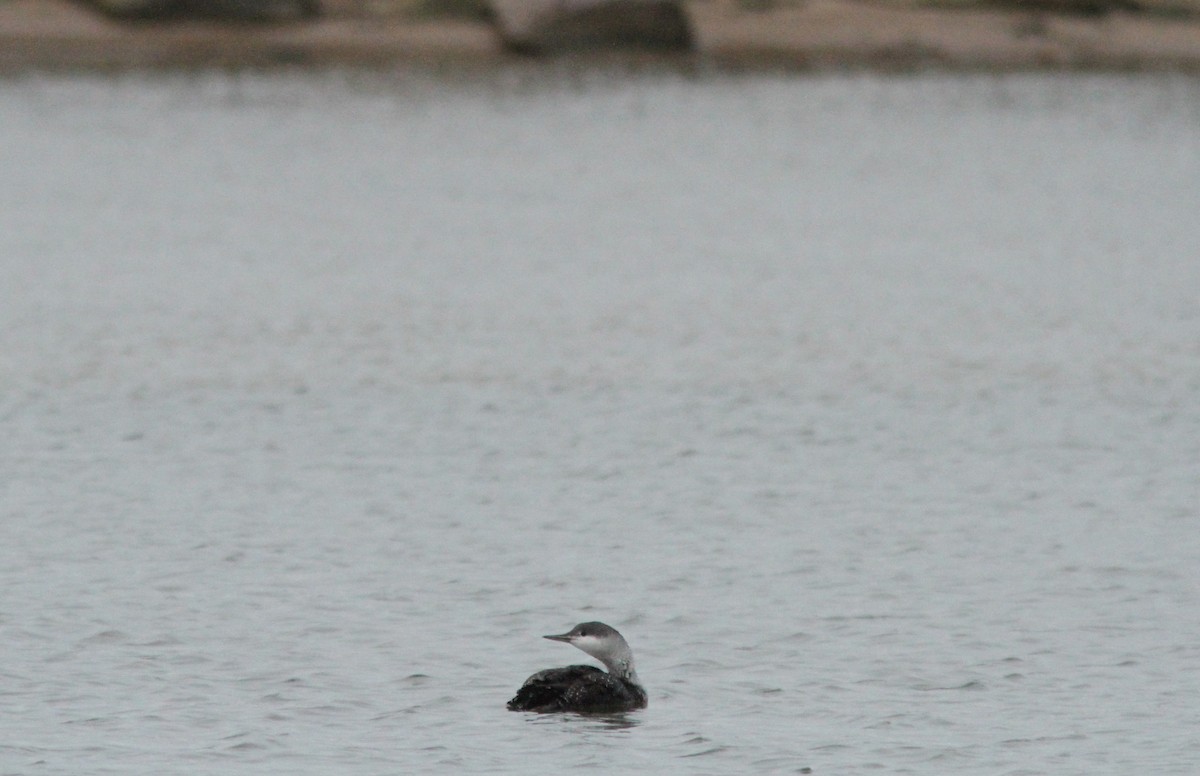 Red-throated Loon - ML646185808