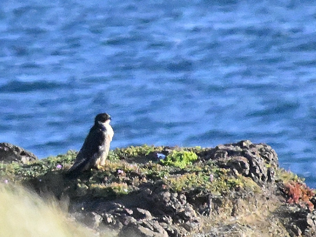 Peregrine Falcon - ML646185811