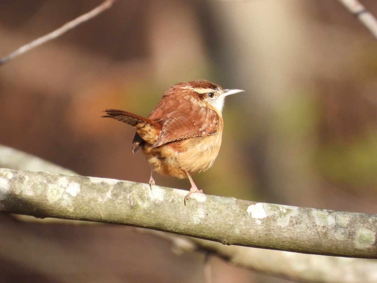 チャバラマユミソサザイ - ML646185813