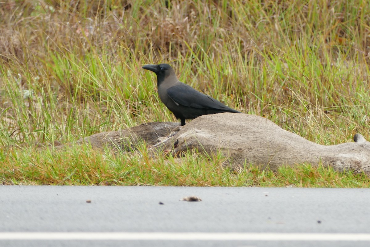 vrána domácí - ML646185816