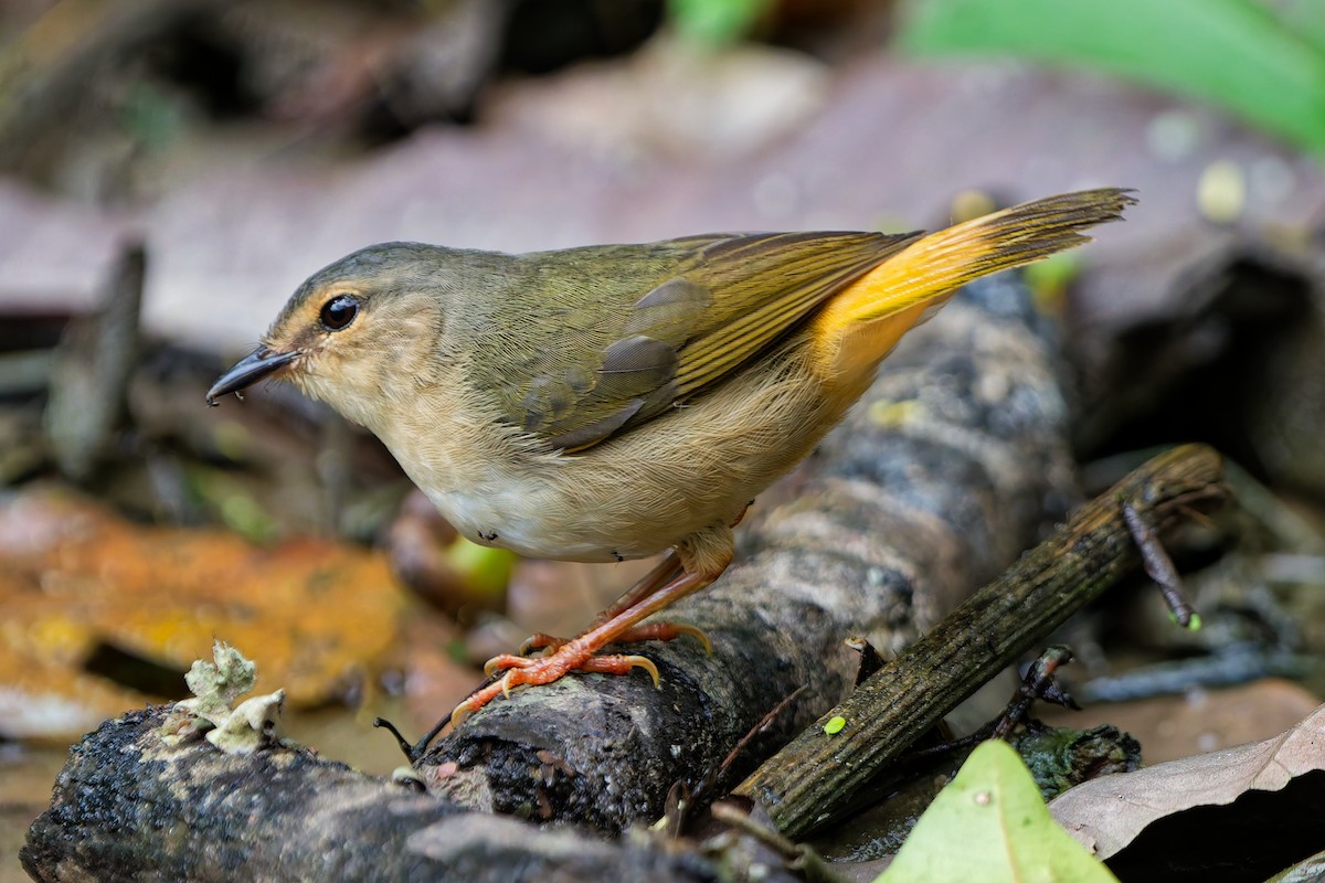 Buff-rumped Warbler - ML646185817