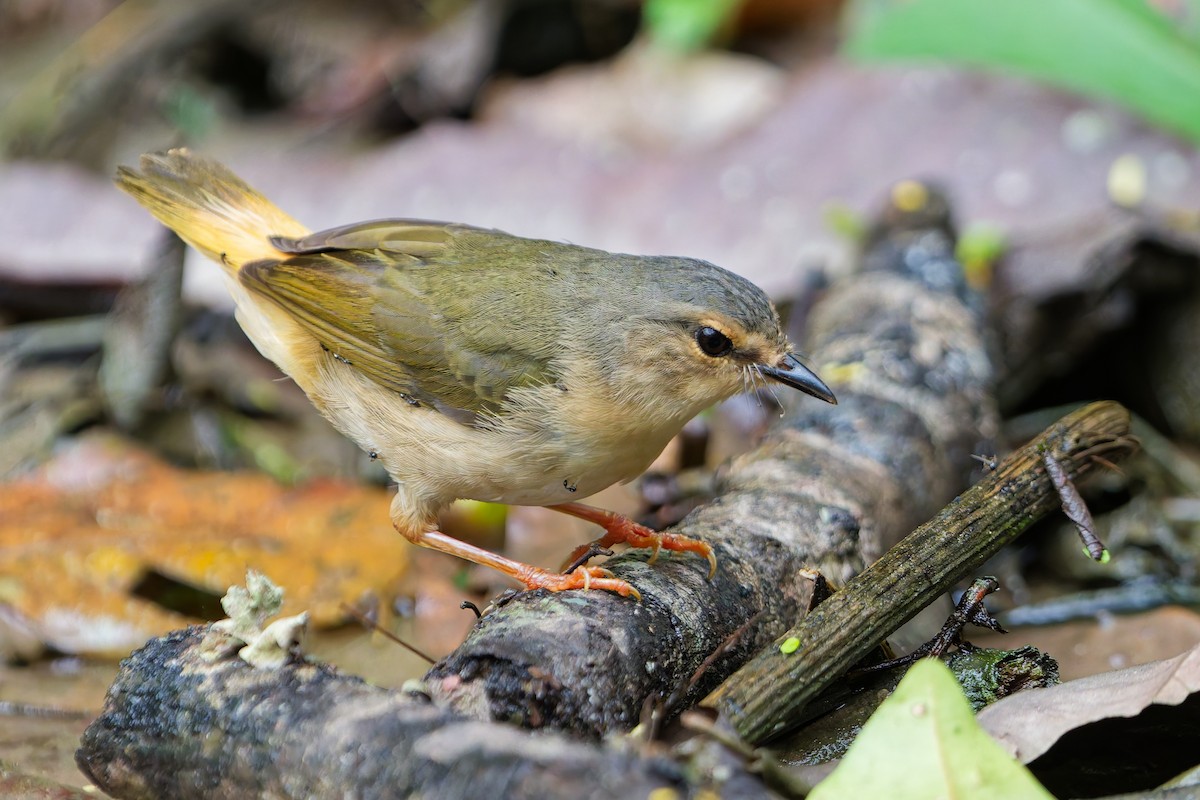 Buff-rumped Warbler - ML646185818
