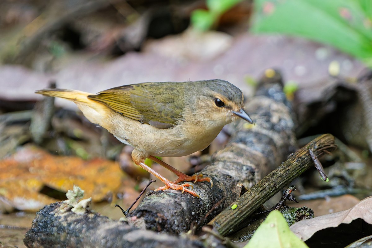 Buff-rumped Warbler - ML646185819