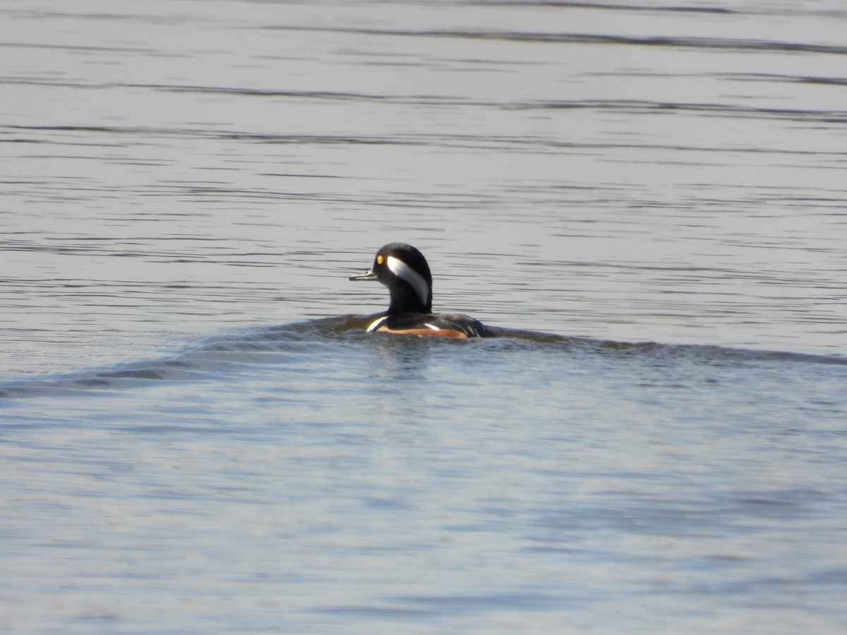 オウギアイサ - ML646185820