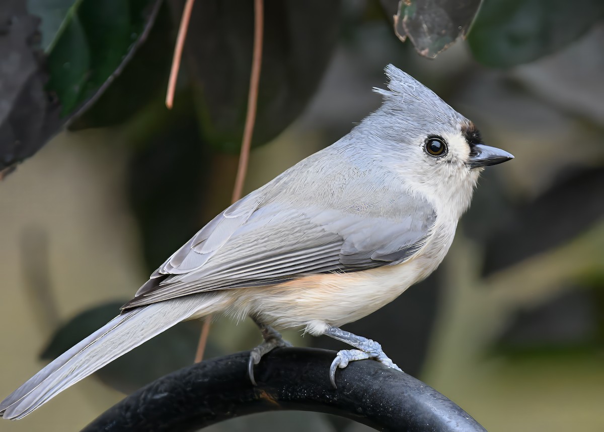 gråduskmeis - ML646185821