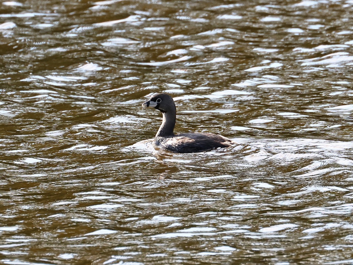 Pied-billed Grebe - ML646185822