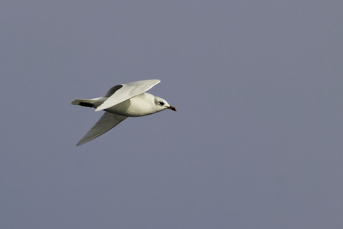 Mediterranean Gull - ML646185823