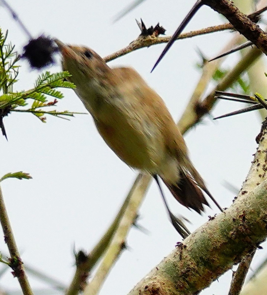Тростниковая камышевка (группа baeticatus) - ML646185824