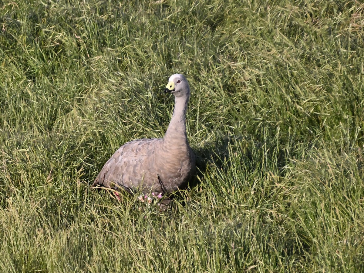 Cape Barren Goose - ML646185826