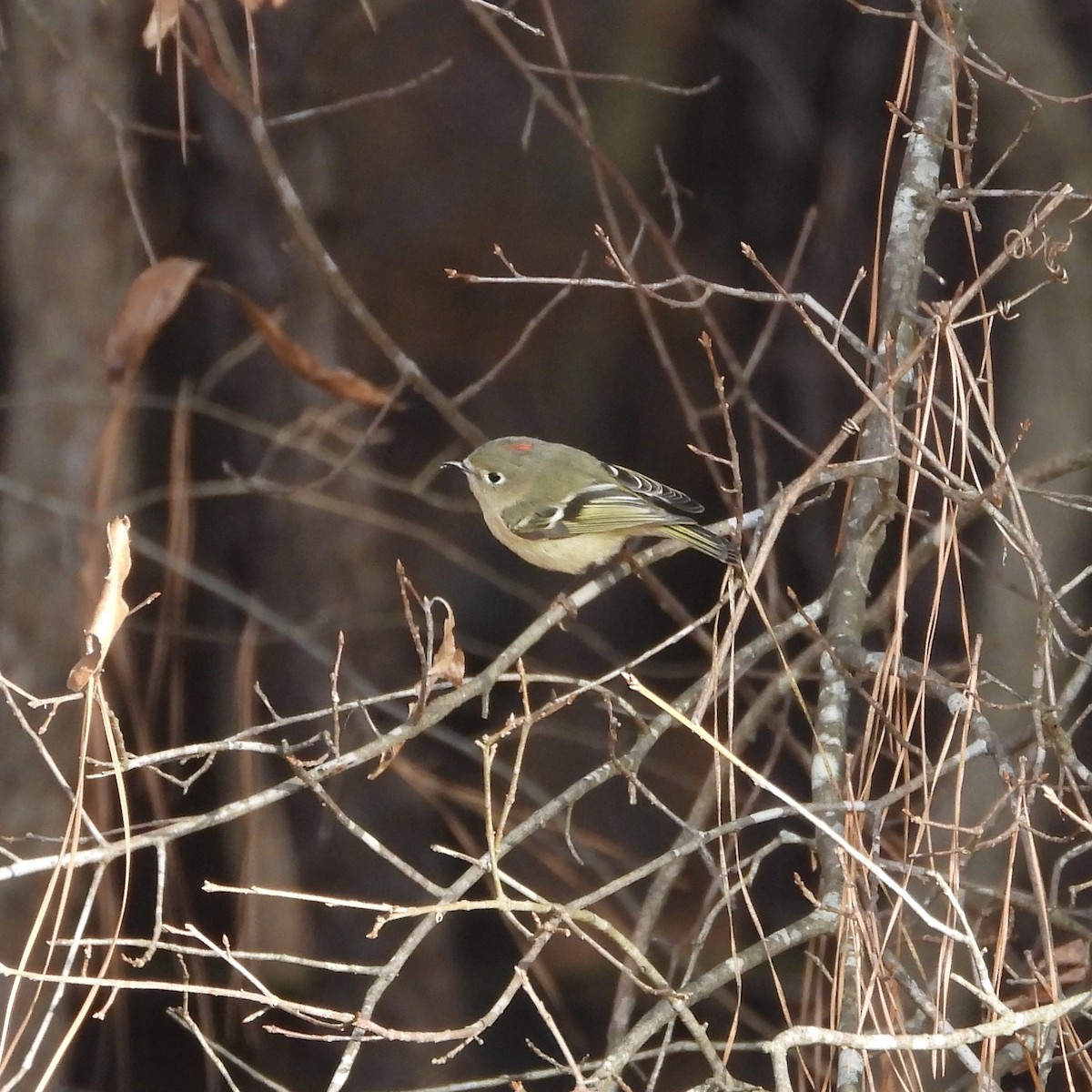 ルビーキクイタダキ - ML646185828