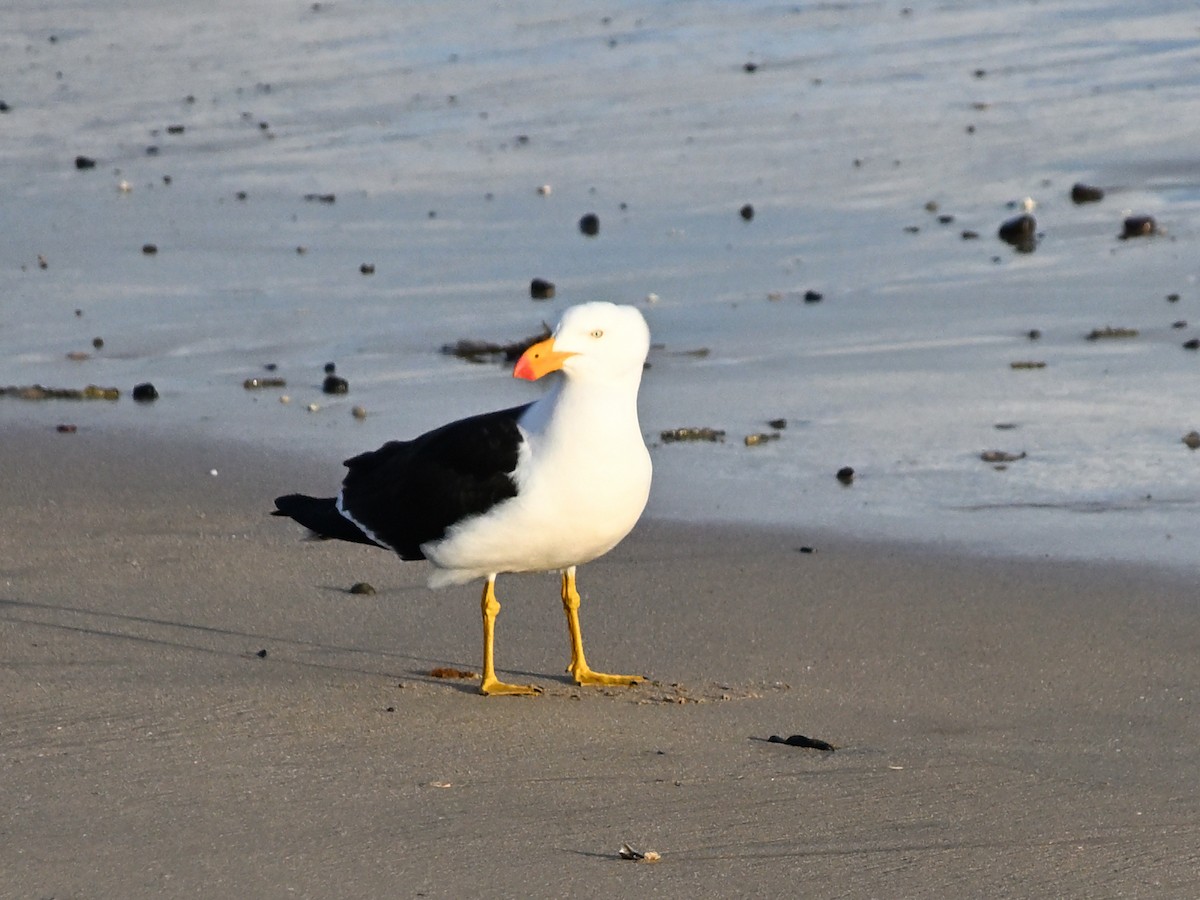 Pacific Gull - ML646185829