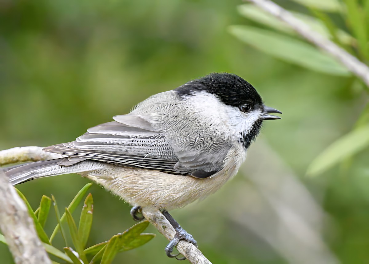 Carolina Chickadee - ML646185831