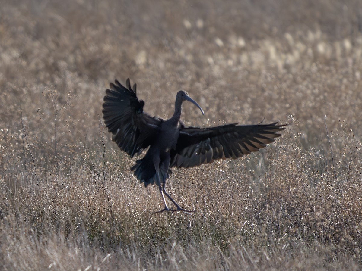 ibis americký - ML646185833