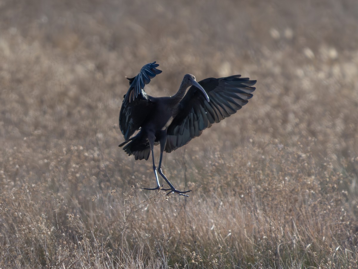 ibis americký - ML646185834