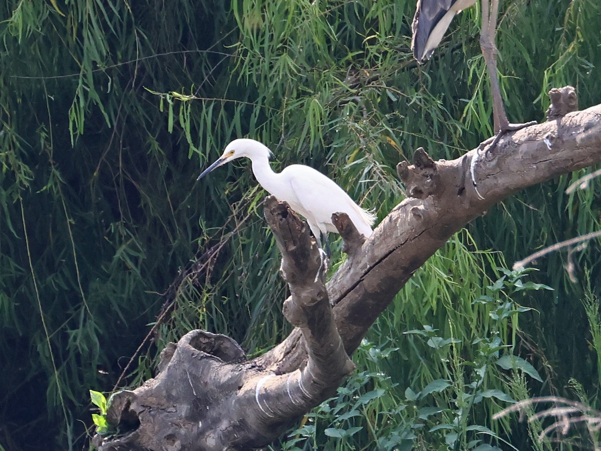 Snowy Egret - ML646185836