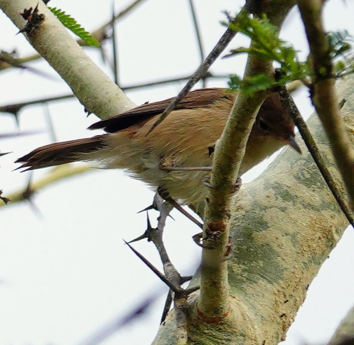 Тростниковая камышевка (группа baeticatus) - ML646185837
