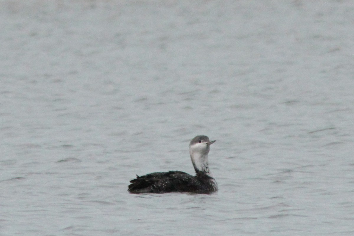 Red-throated Loon - ML646185839