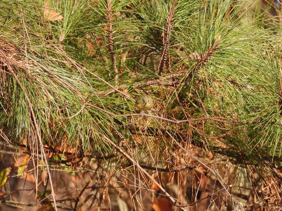 ルビーキクイタダキ - ML646185840