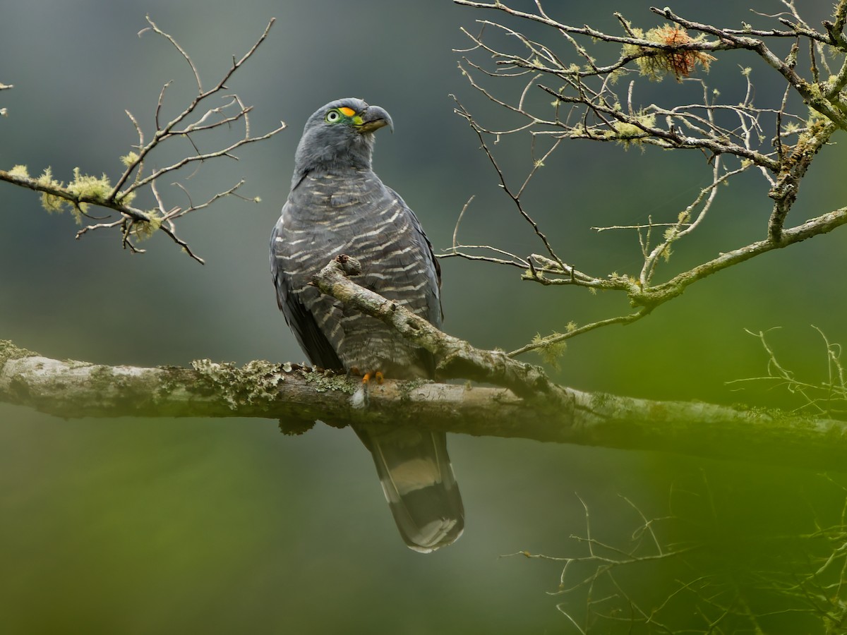 hákozobec neotropický - ML646185843