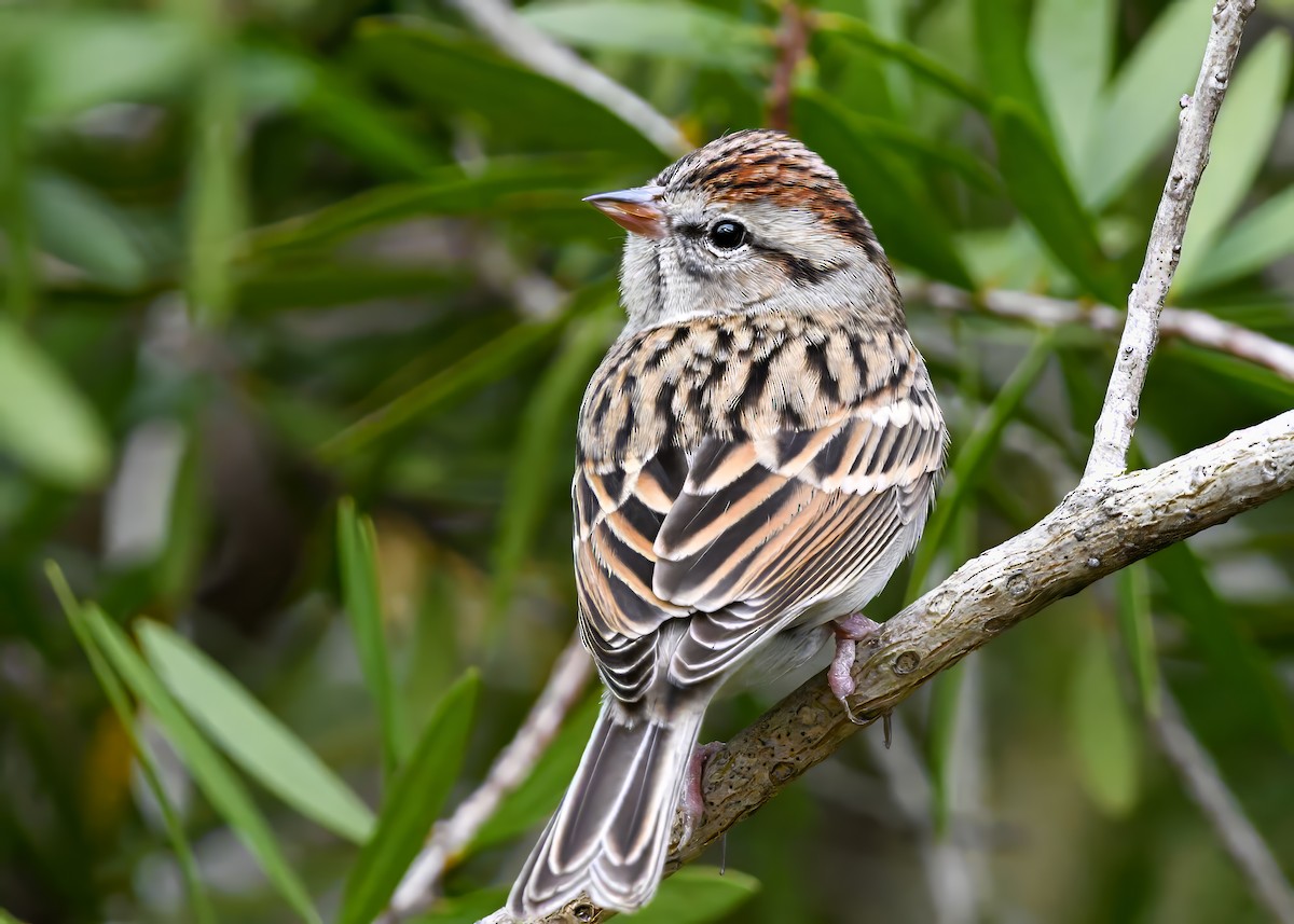 Chipping Sparrow - ML646185844