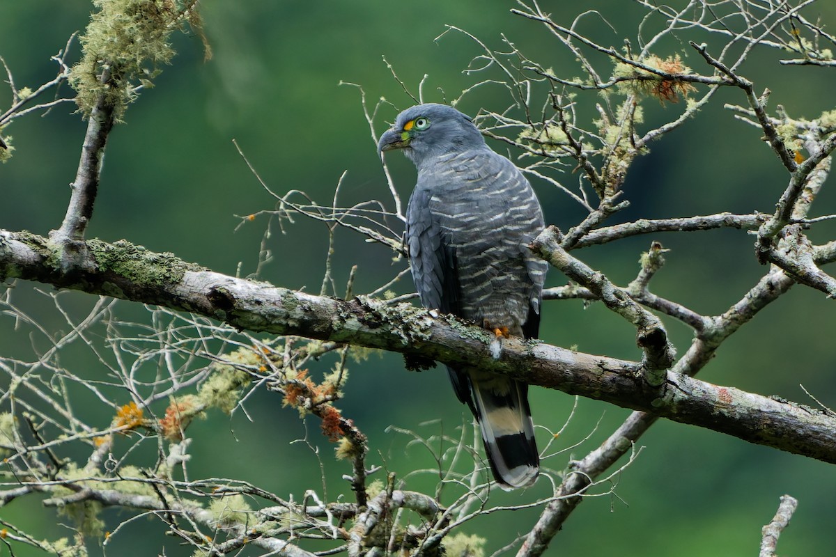 hákozobec neotropický - ML646185845