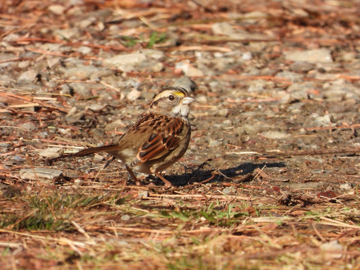 ノドジロシトド - ML646185846