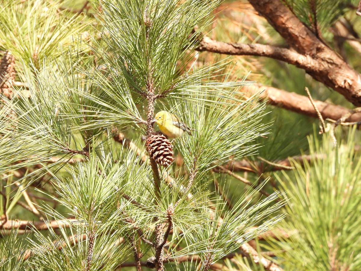 סבכון אורנים - ML646185853