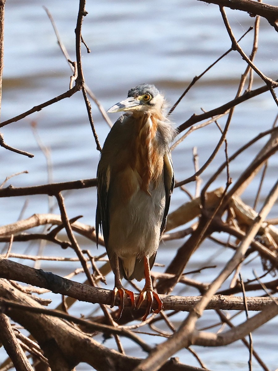 Striated Heron - ML646185854