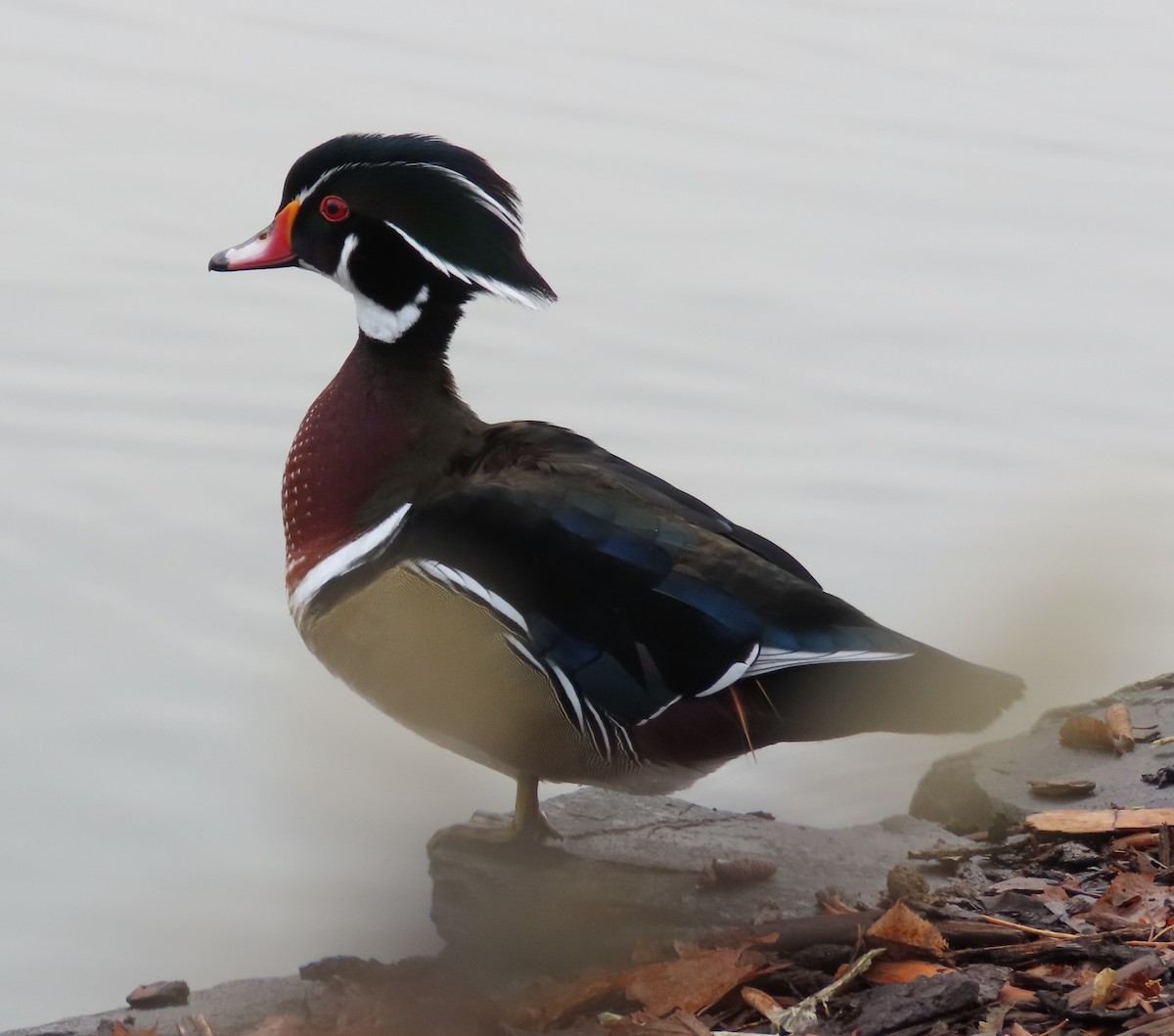 Wood Duck - ML646185857