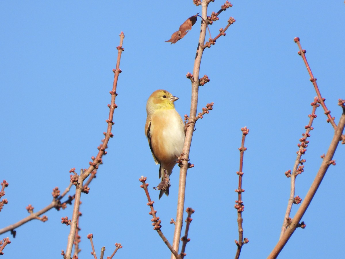 オウゴンヒワ - ML646185859