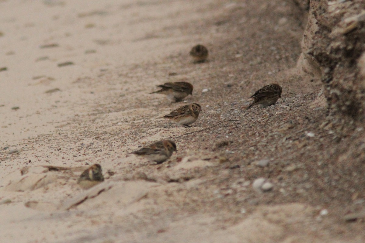 Lapland Longspur - ML646185860