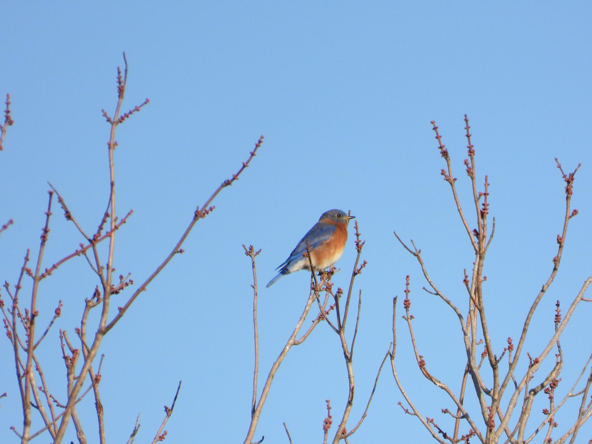 Azulejo Oriental - ML646185865