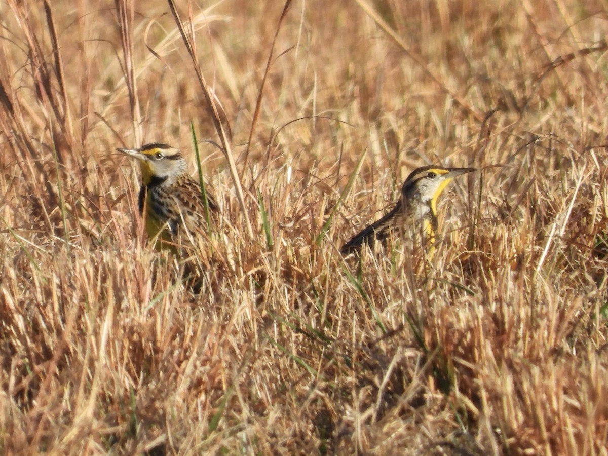 Eastern Meadowlark - ML646185867
