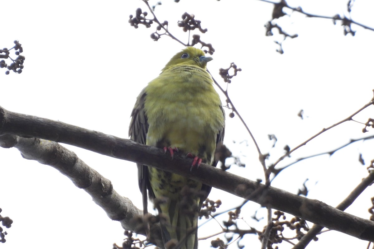 Wedge-tailed Green-Pigeon - ML646185870