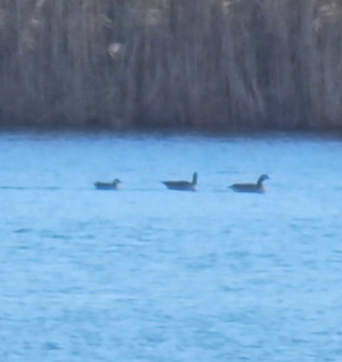 小加拿大雁 - ML646185871