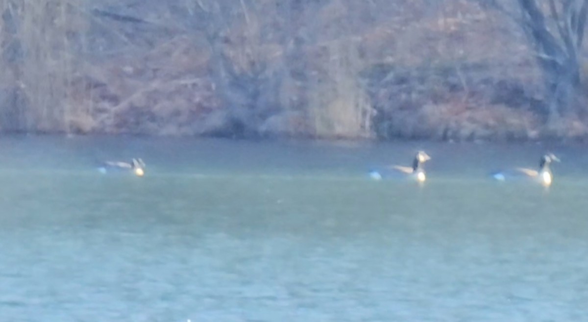 小加拿大雁 - ML646185872