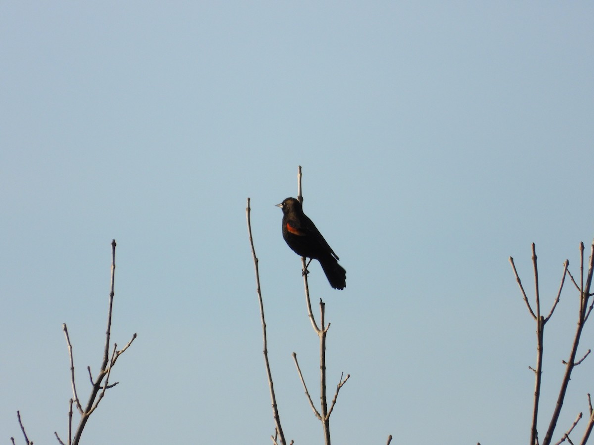 ハゴロモガラス - ML646185873