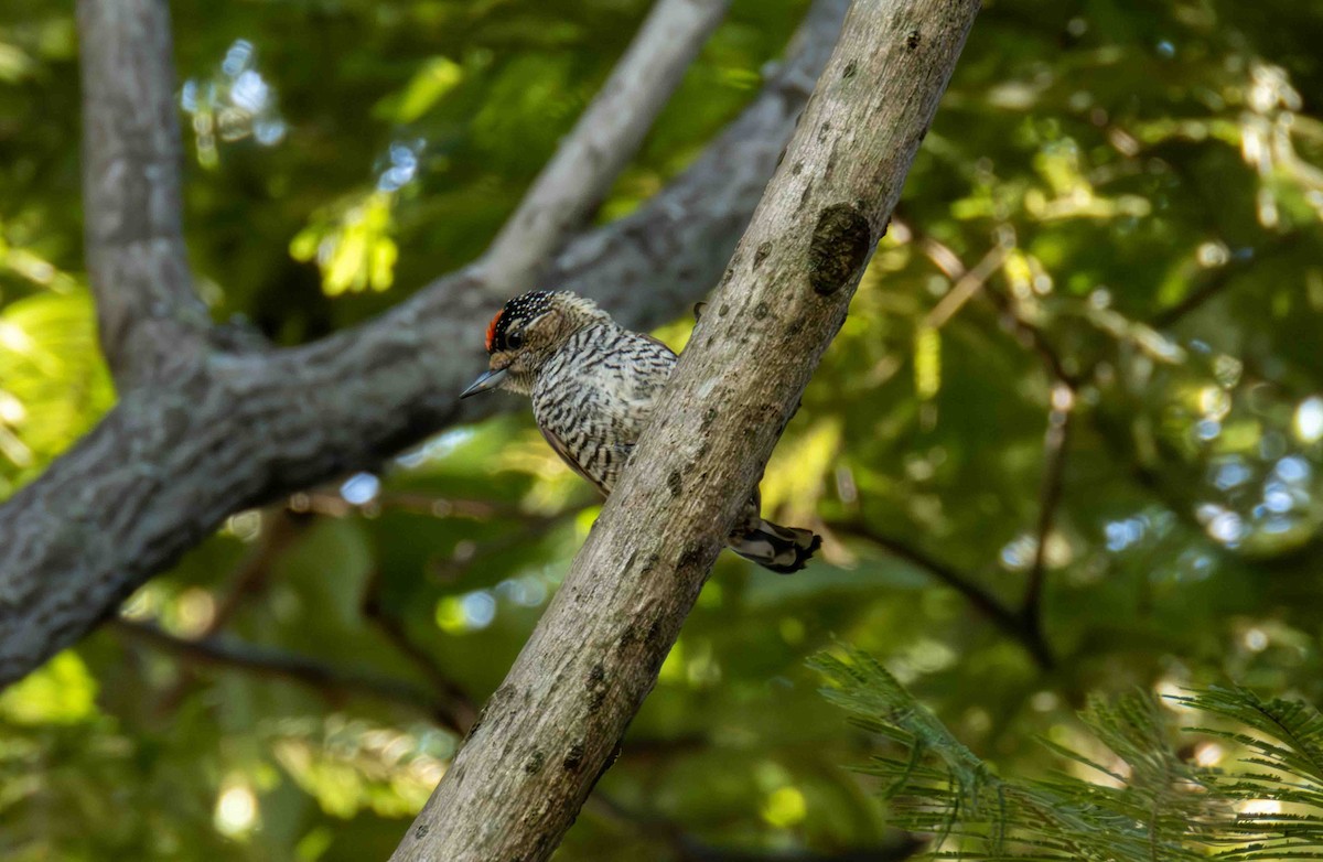 Carpinterito Variable - ML646185891