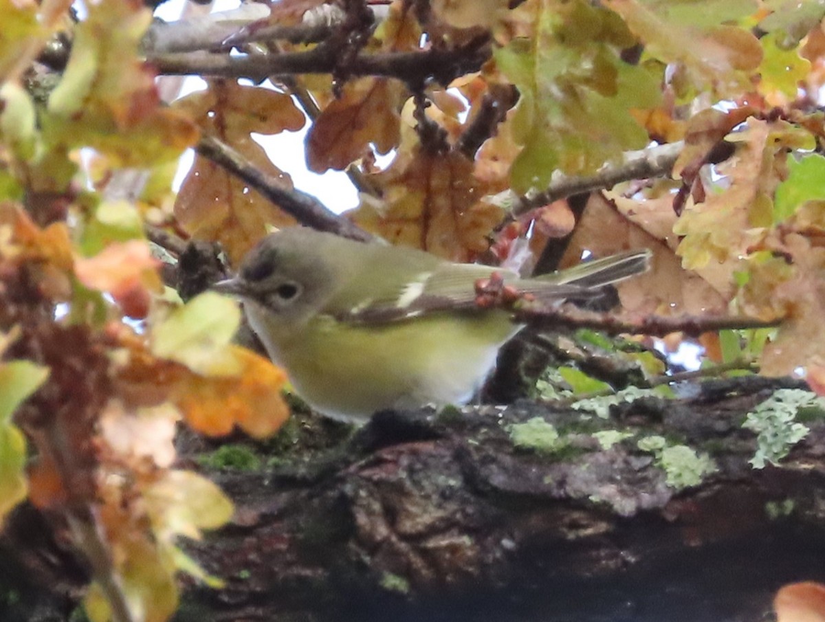 Blue-headed Vireo - ML646185892