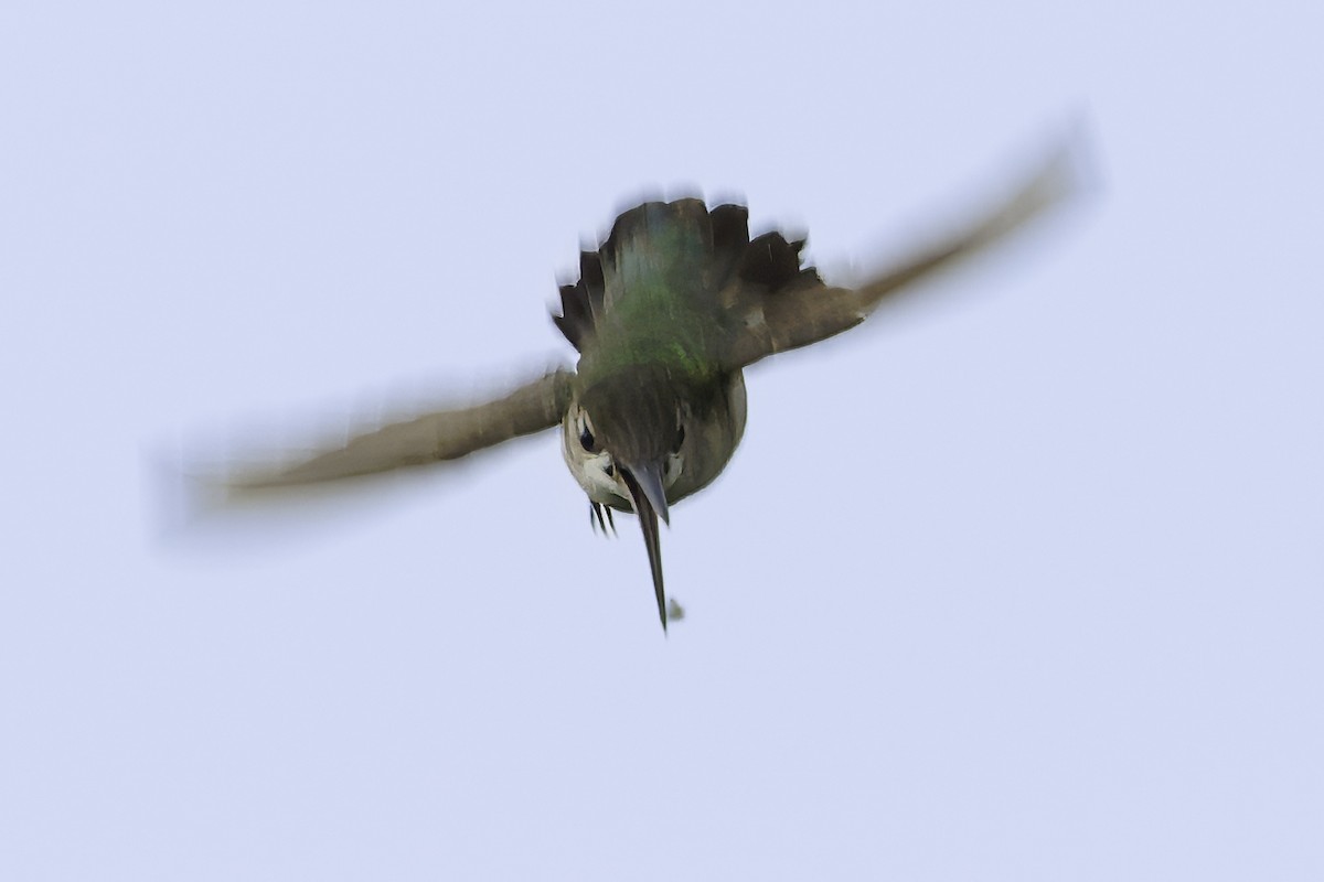 Ruby-throated Hummingbird - ML646185893