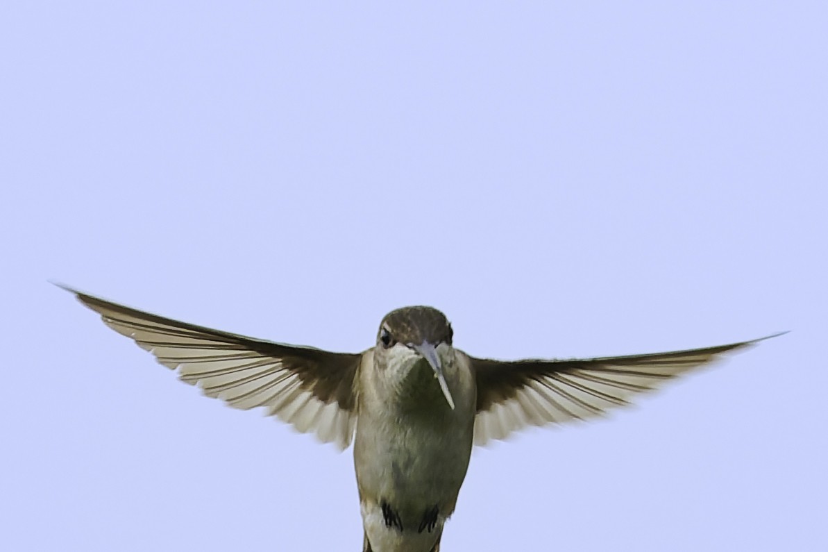 Ruby-throated Hummingbird - ML646185895